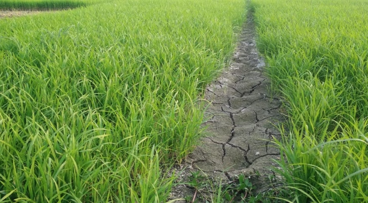 কুষ্টিয়ায় জিকে খালে পানি নেই, বিপাকে বোরো চাষিরা